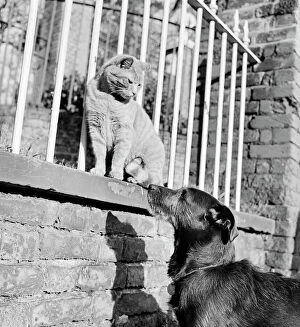 Animal Gallery: Cat and dog a072439