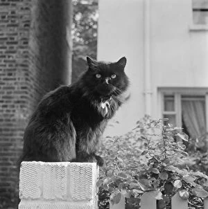 Animals: Cats Collection: Cat perch a084435