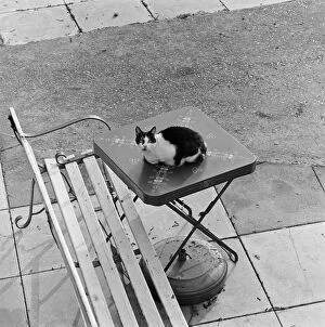 Animals: Cats Collection: Cat on table a075838