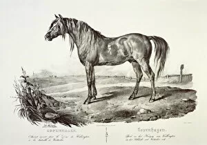 Illustrations and Engravings Collection: Copenhagen, the Duke of Wellingtons horse J050173