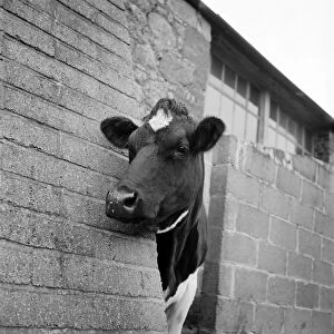 Livestock Gallery: Cow a092274