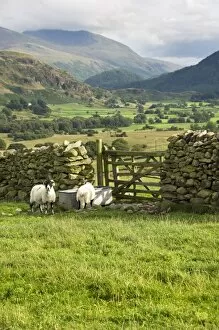 Livestock Gallery: Cumbrian Fells N060252