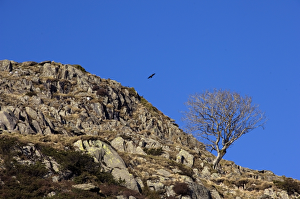 <b class=qtipBold><figcaption>Cumbrian landscape N080905</figcaption></b><br>KIRKSTONE SLATE QUARRY, Lake District, Cumbria. View of an isolated tree found close to the quarry.<br><em>© Historic England</em> Cumbrian landscape N080905