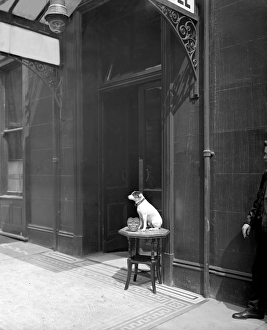 <b class=qtipBold><figcaption>Dog collecting money BL20502</figcaption></b><br>Dog collecting money, Westminster, London. A dog sits on a table collecting funds outside Haxell's Hotel in The Strand, 1909. Bedford Lemere.<br><em>© Historic England</em> Dog collecting money BL20502