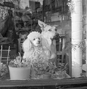 Animal Gallery: Dogs a071614