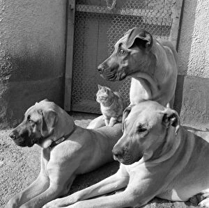 Animals: Cats Collection: Dogs and cat a087369
