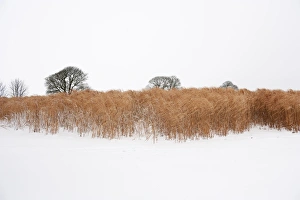 <b class=qtipBold><figcaption>Elephant grass in snow N100016</figcaption></b><br>Snowfall covers a biocrop in Somerset. Elephant grass is used for biofuel and thatching.<br><em>© Historic England</em> Elephant grass in snow N100016