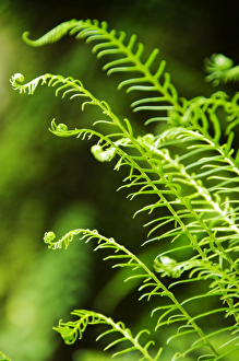 <b class=qtipBold><figcaption>Fern N060965</figcaption></b><br>BELSAY HALL, CASTLE AND GARDENS, Northumberland. Detail of ferns in the quarry garden.<br><em>© Historic England</em> Fern N060965