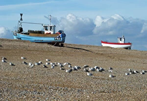 Coastal Landscapes Gallery: Fishing boats, Dungeness Beach N100296
