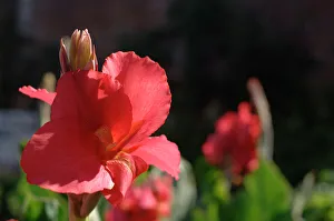 <b class=qtipBold><figcaption>Flower in bloom N060379</figcaption></b><br>OSBORNE HOUSE, Isle of Wight. Detail of a red flower in the Walled Garden.<br><em>© Historic England</em> Flower in bloom N060379