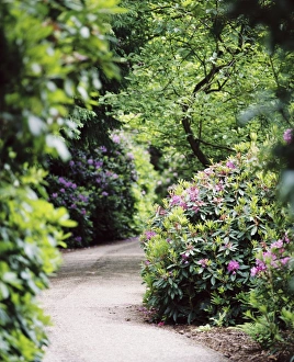 <b class=qtipBold><figcaption>Flowering rhodedendrons N030032</figcaption></b><br>WITLEY COURT AND GARDENS, Worcestershire. Path leading through flowering rhodedendrons.<br><em>© Historic England</em> Flowering rhodedendrons N030032