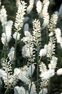 <b class=qtipBold><figcaption>Flowers in bloom N060835</figcaption></b><br>BELSAY HALL, CASTLE & GARDENS, Northumberland. Detail of flowers.<br><em>© Historic England</em> Flowers in bloom N060835