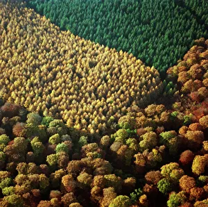 <b class=qtipBold><figcaption>Forest of Dean 23322_08</figcaption></b><br>FOREST OF DEAN, Gloucestershire. Aerial view.<br><em>© Historic England</em> Forest of Dean 23322_08