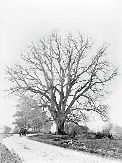 Henry Taunt Collection (1860-1922) Collection: The Fyfield Elm CC73_00468