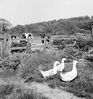 Livestock Gallery: Geese a069829