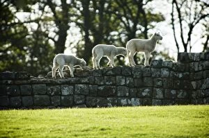 Livestock Gallery: Hadrians Wall: Housesteads Fort N071084