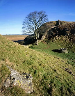 Moor Land Collection: Hadrians Wall: Sycamore Gap J080007