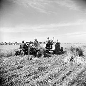 Agricultural History Gallery: Harvesting flax, Norfolk a98_09093