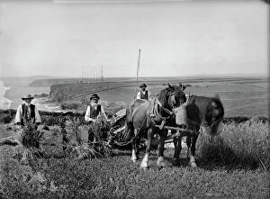 Agricultural History Gallery: Harvesting at Trenance BB98_06122