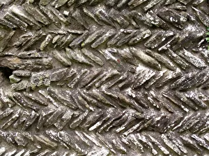 <b class=qtipBold><figcaption>Herringbone stonework N090553</figcaption></b><br>EDVIN LOACH OLD CHURCH, Herefordshire. Detail of herringbone stonework.<br><em>© Historic England</em> Herringbone stonework N090553