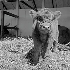Livestock Gallery: Highland calf a094021