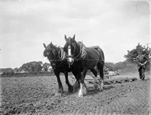 Horse ploughing MCF01_02_0373