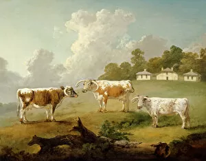 Livestock Gallery: Ibbetson - Three long-horned cattle J990019