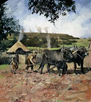 Animal Gallery: Iron Age farming N080555