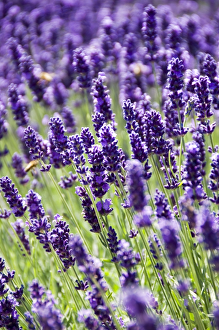 <b class=qtipBold><figcaption>Lavender N060783</figcaption></b><br>WITLEY COURT AND GARDENS, Worcestershire. Detail view of the lavender flowers in the parterre garden.<br><em>© Historic England</em> Lavender N060783