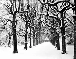 Climate and weather Collection: Lime Walk in the snow CC54_00329
