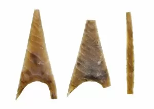 Archaeology Collection: Neolithic arrowheads N100547