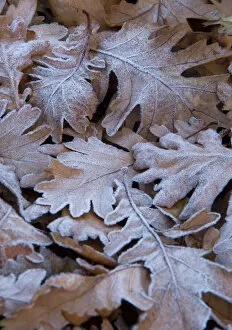 Climate and weather Collection: Oak leaves N080968