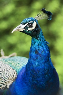 <b class=qtipBold><figcaption>Peacock N080550</figcaption></b><br>AUDLEY END HOUSE AND GARDENS, Essex. View of Peacock in the gardens.<br><em>© Historic England</em> Peacock N080550