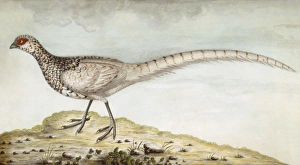 Artwork at Marble Hill Gallery: Pheasant M981008