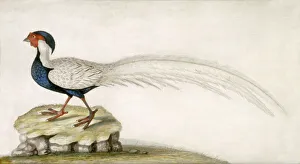 Artwork at Marble Hill Gallery: Pheasant M981010