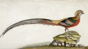 Artwork at Marble Hill Gallery: Pheasant M981011