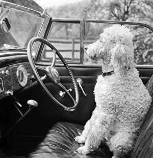 <b class=qtipBold><figcaption>Poodle AA054086</figcaption></b><br>View of a car showing a poodle sitting in the driver's seat. Photographed by John Gay. Date range: 1946-1959.<br><em>© Historic England</em> Poodle AA054086