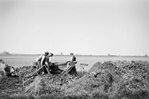 Agricultural History Gallery: Potato riddling, Norfolk a98_09647