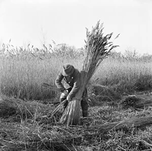 Agricultural History Gallery: Reed cutting, Norfolk a98_07731