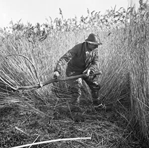 Agricultural History Gallery: Reed cutting, Norfolk a98_07734