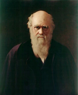 Paintings Collection: Reilly - Charles Darwin J970164