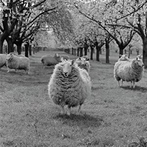 Livestock Gallery: Sheep a079979