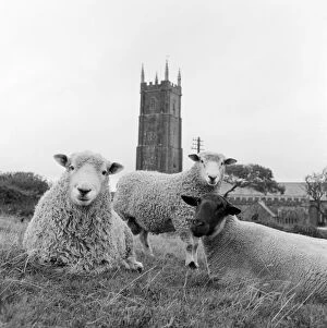 John Gay Collection (1945-1990) Collection: Sheep a087032