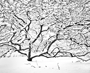 <b class=qtipBold><figcaption>Snow covered tree N090012</figcaption></b><br>Snow covered tree.<br><em>© Historic England</em> Snow covered tree N090012