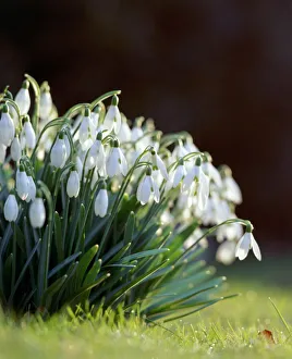 <b class=qtipBold><figcaption>Snowdrops K060050</figcaption></b><br>Snowdrops in bloom.<br><em>© Historic England</em> Snowdrops K060050