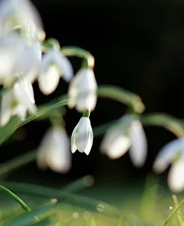 <b class=qtipBold><figcaption>Snowdrops K060051</figcaption></b><br>Detail of snowdrops.<br><em>© Historic England</em> Snowdrops K060051