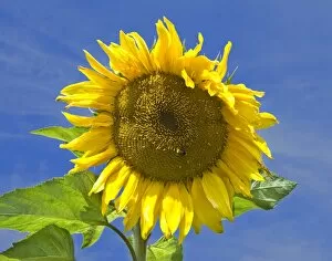 Sunflower DP068840