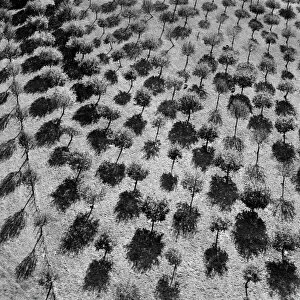 England from the Air Gallery: Trees casting shadows EAW027429