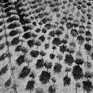 England from the Air Gallery: Trees casting shadows EAW027429