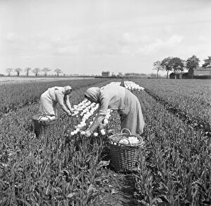 Agricultural History Gallery: Tulip picking, Lincolnshire a98_09310